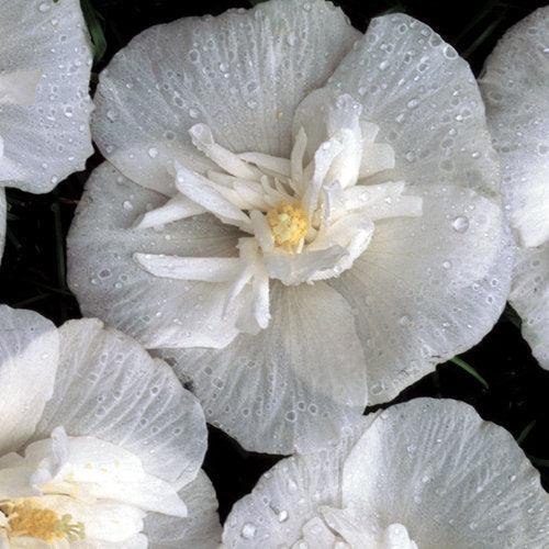 White Chiffon® Rose of Sharon