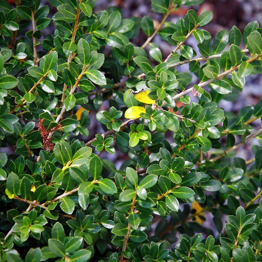 Ilex crenata 'Green Lustre' - Green Luster Holly