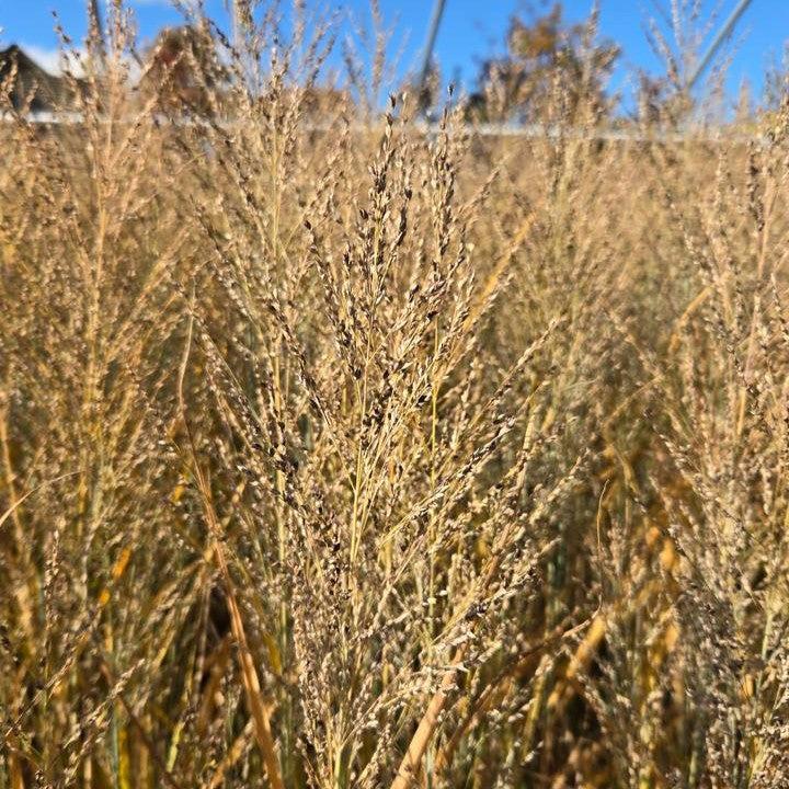 Panicum virgatum 'Smoking Gun' - Smoking Gun Switch Grass