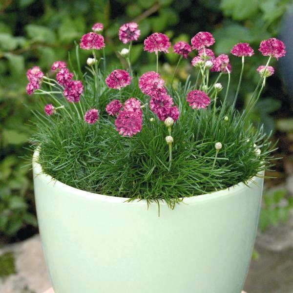 Armeria maritima 'Morning Star Deep Rose' - Morning Star Deep Rose Sea Thrift