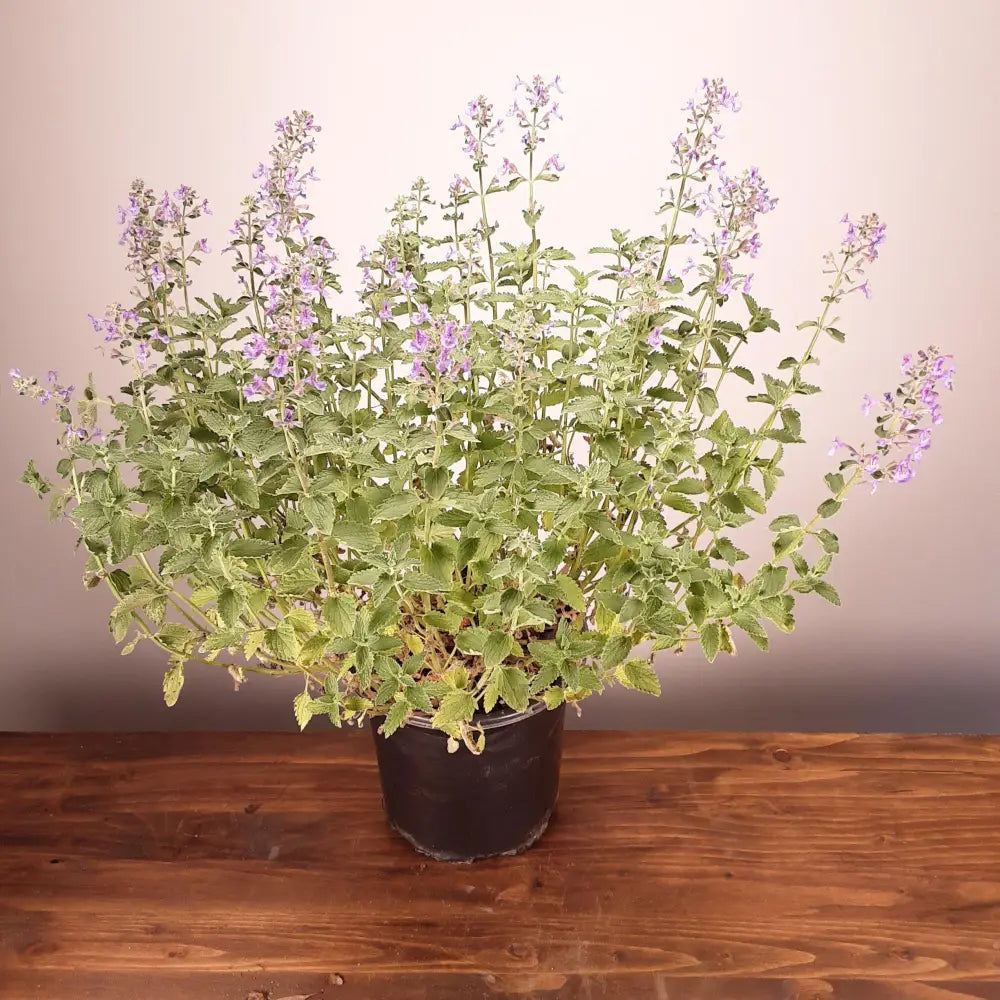 Walker’s Low Catmint Perennial