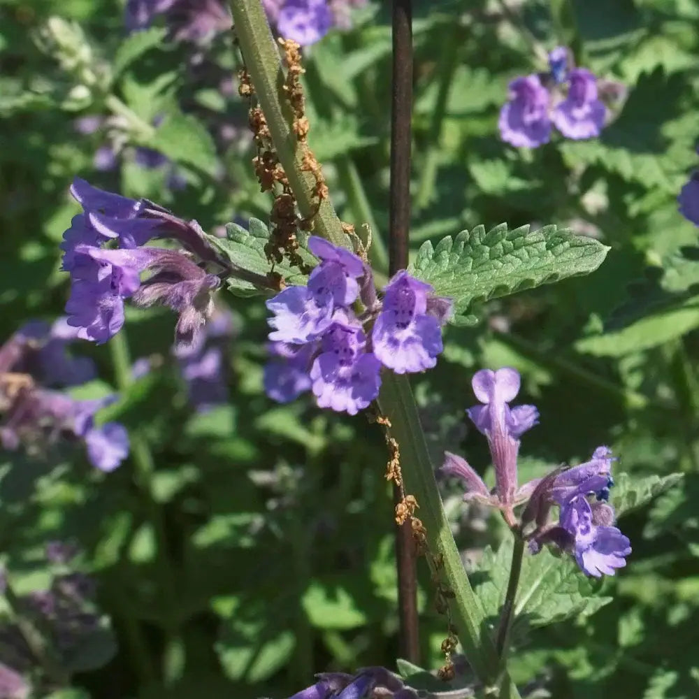 Walker’s Low Catmint Perennial