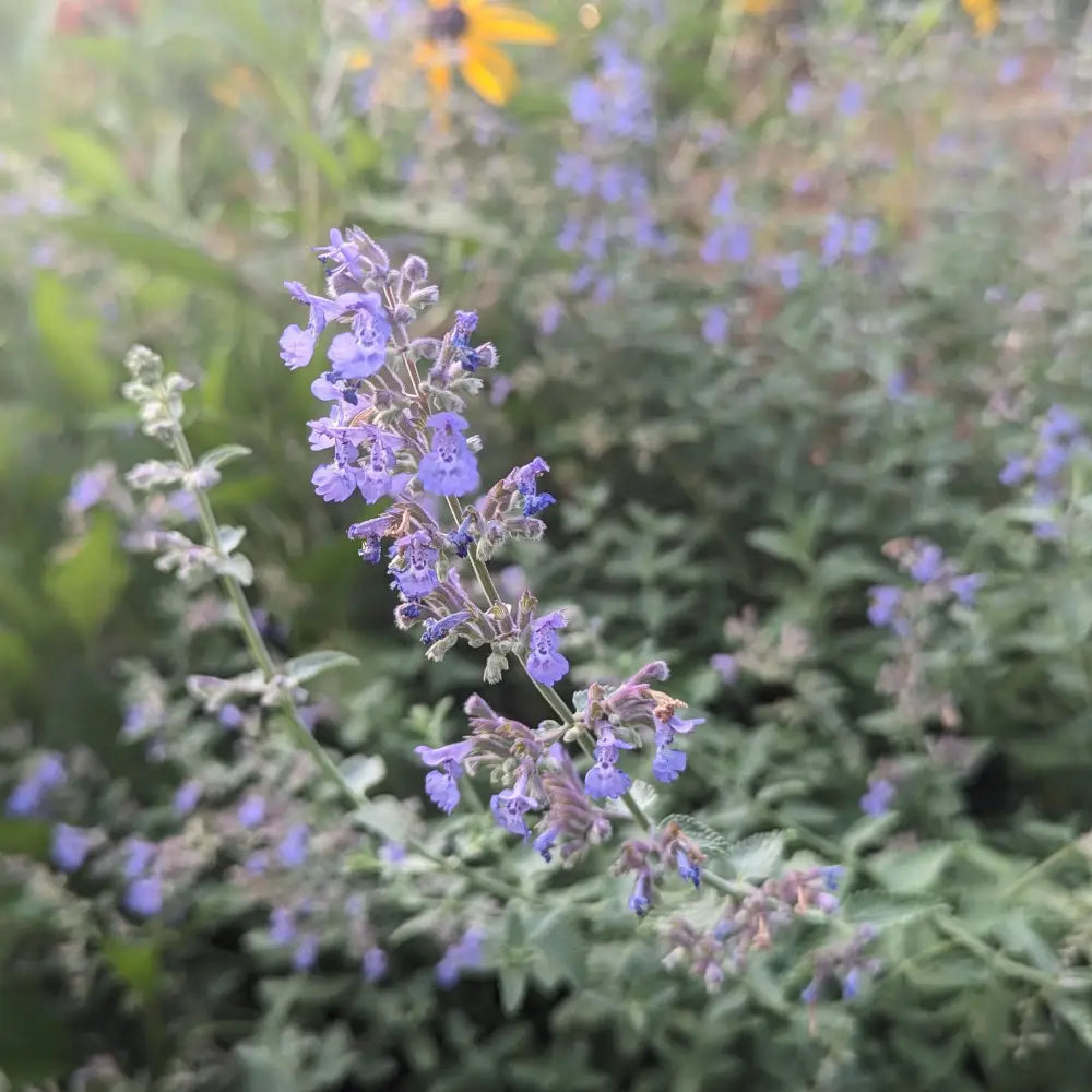 Walker’s Low Catmint Perennial