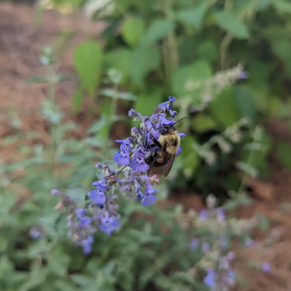 Walker’s Low Catmint Perennial