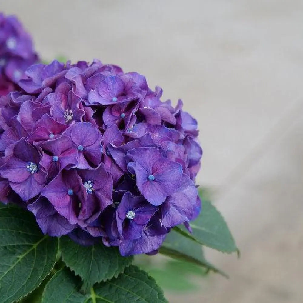 Wee Bit Grumpy® Hydrangea Shrub