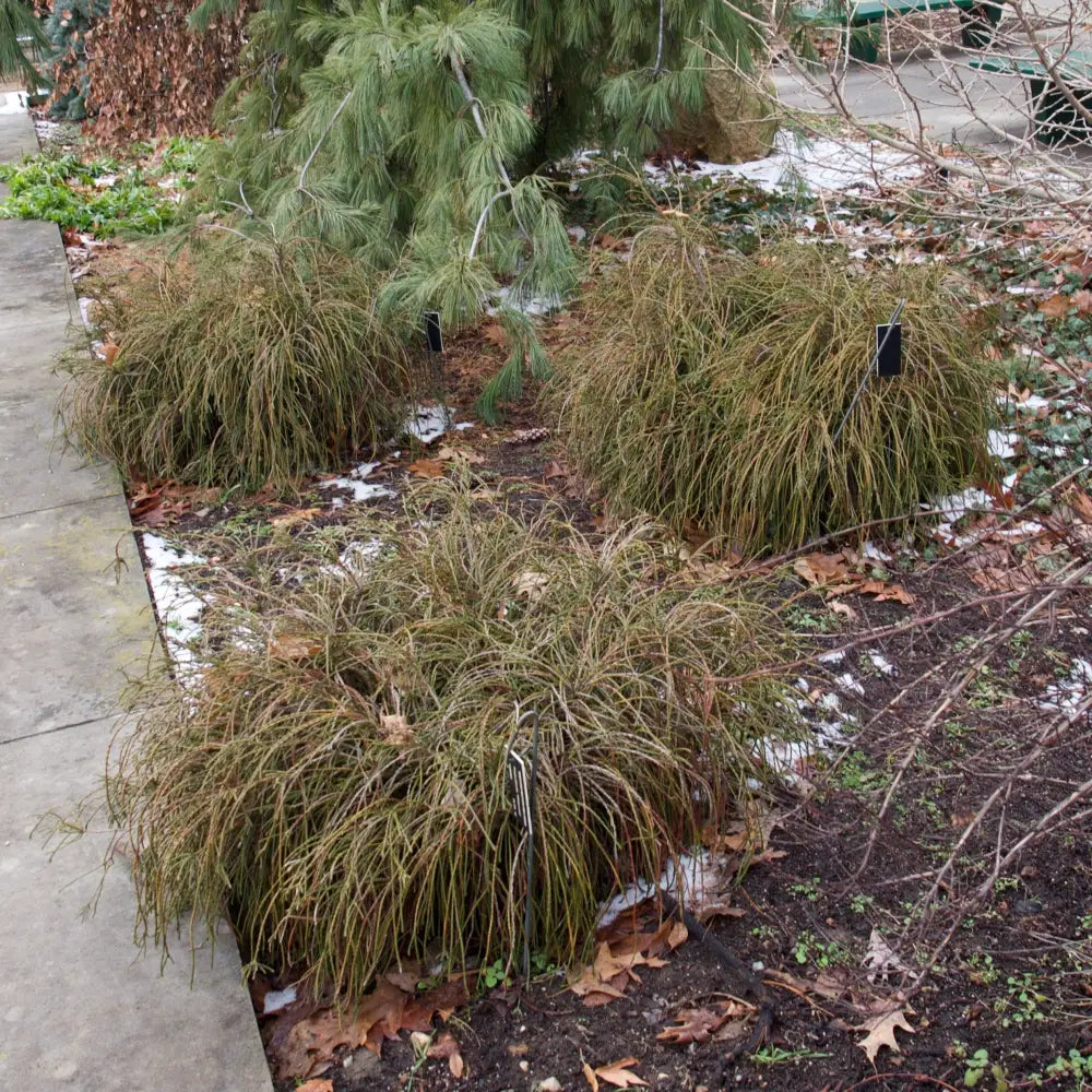Whipcord Arborvitae Shrub
