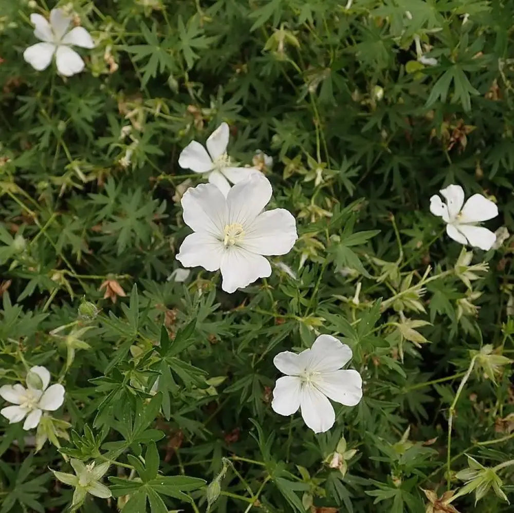 White Bloody Cranesbill 1 GALLON Perennial