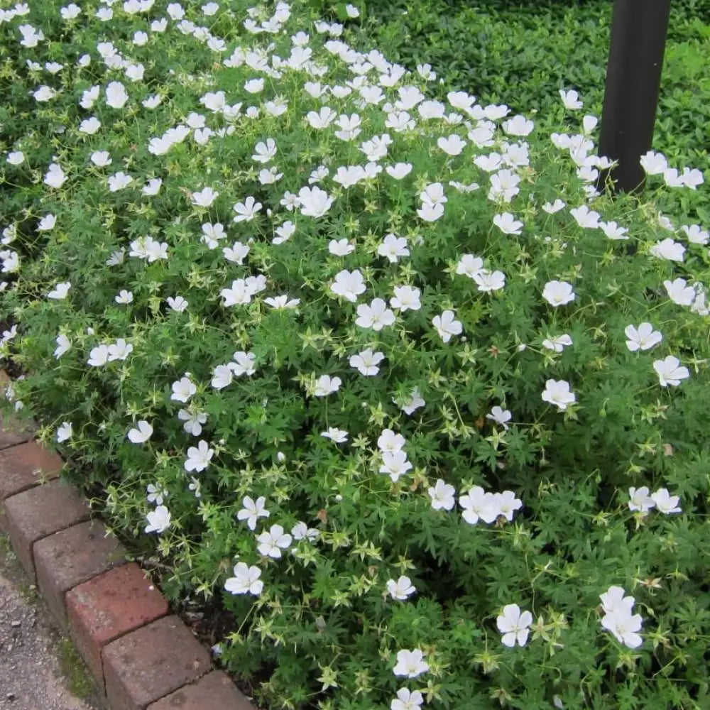 White Bloody Cranesbill 1 GALLON Perennial