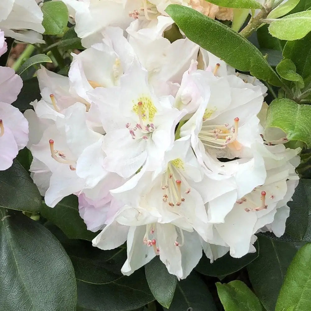 White Catawba Rhododendron Shrub