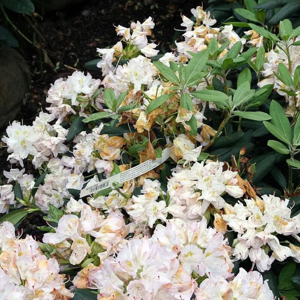 White Catawba Rhododendron Shrub