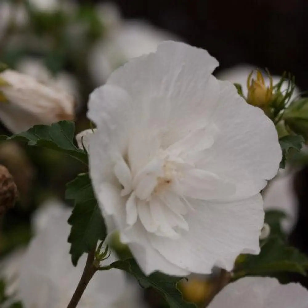 White Chiffon® Rose of Sharon 3 GALLON Perennial
