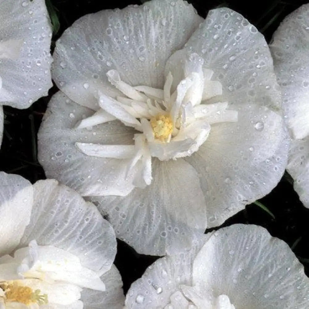 White Chiffon® Rose of Sharon 3 GALLON Perennial