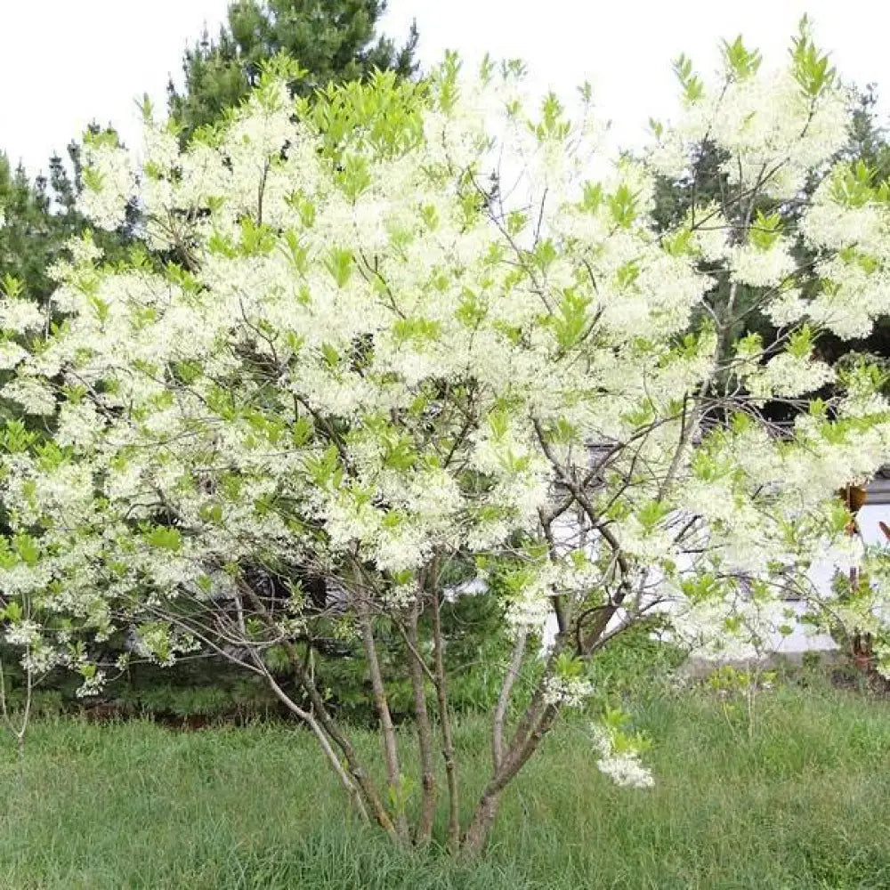 White Fringe Tree 3 GALLON Tree