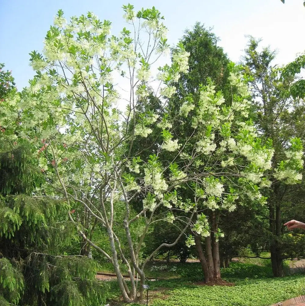 White Fringe Tree 3 GALLON Tree