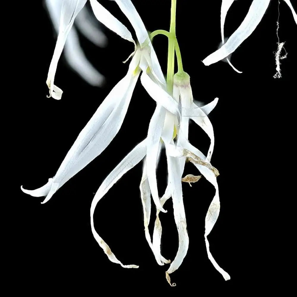 White Fringe Tree 3 GALLON Tree