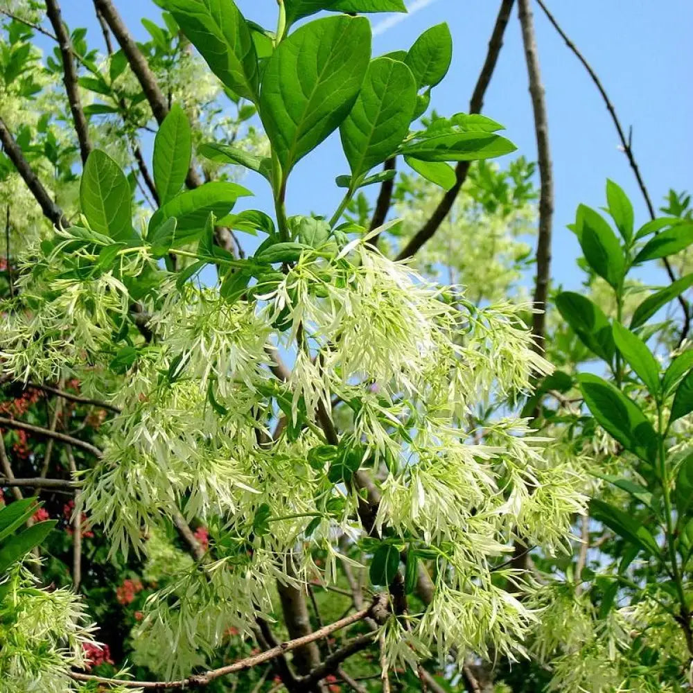 White Fringe Tree 3 GALLON Tree
