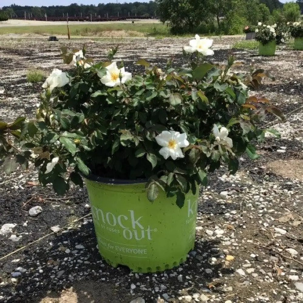 White Knock Out® Rose Shrub
