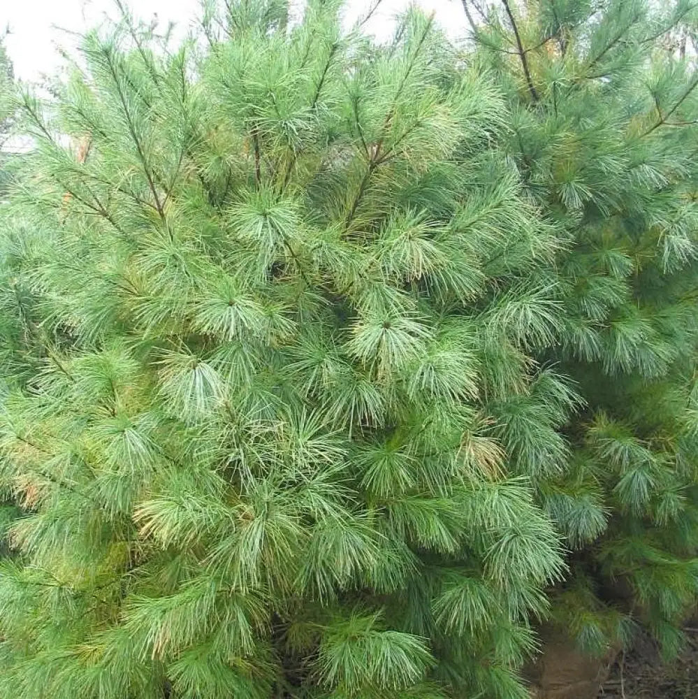 White Pine 3 GALLON Conifer