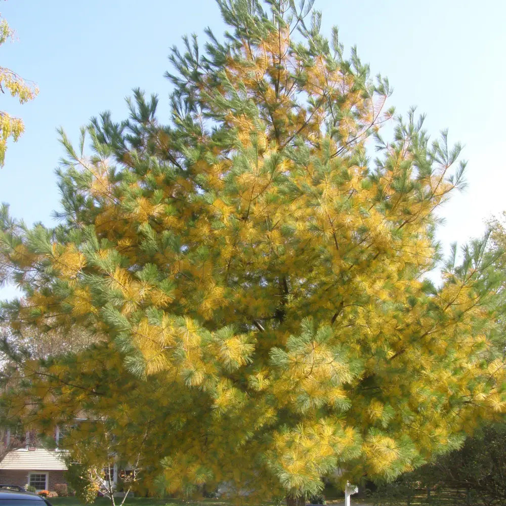 White Pine 3 GALLON Conifer