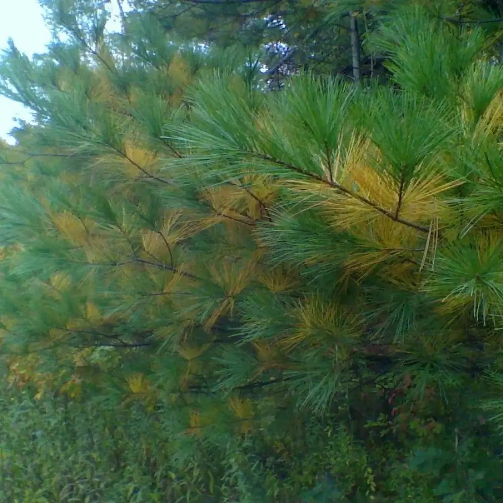 White Pine 3 GALLON Conifer
