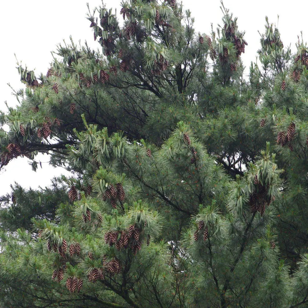 White Pine 3 GALLON Conifer
