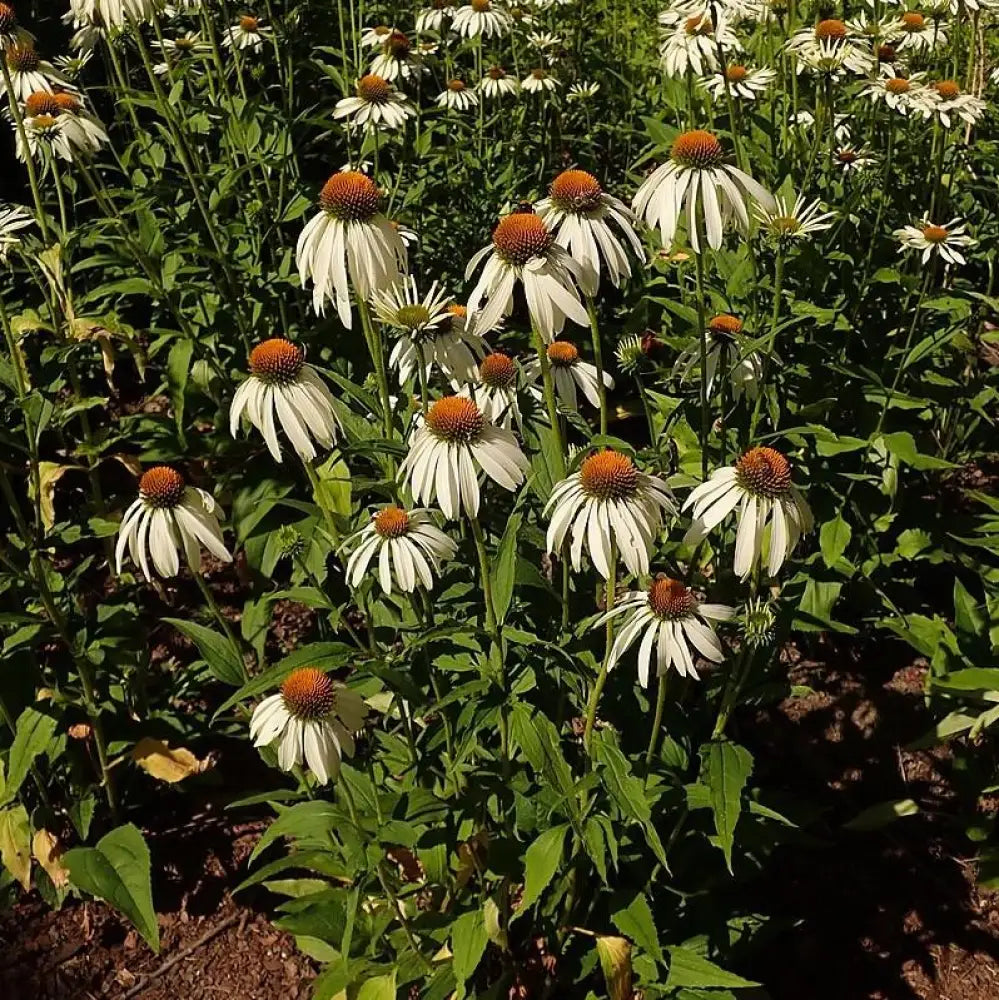 White Swan Echinacea Coneflower Perennial