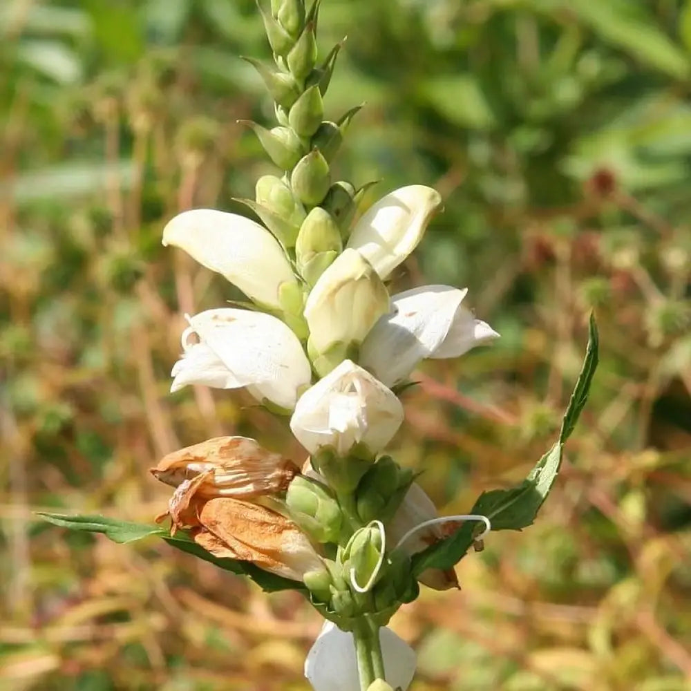 White Turtlehead 1 GALLON Perennial
