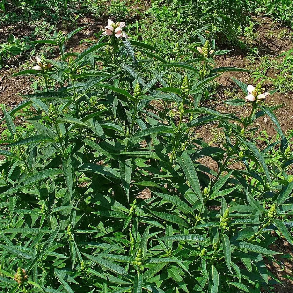 White Turtlehead 1 GALLON Perennial