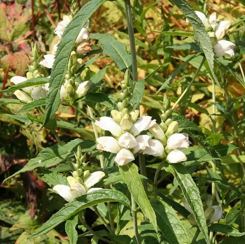 White Turtlehead 1 GALLON Perennial