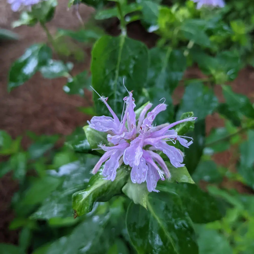 Wild Bergamot Perennial