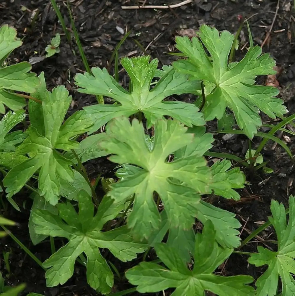 Wild Cranesbill 1 GALLON Perennial
