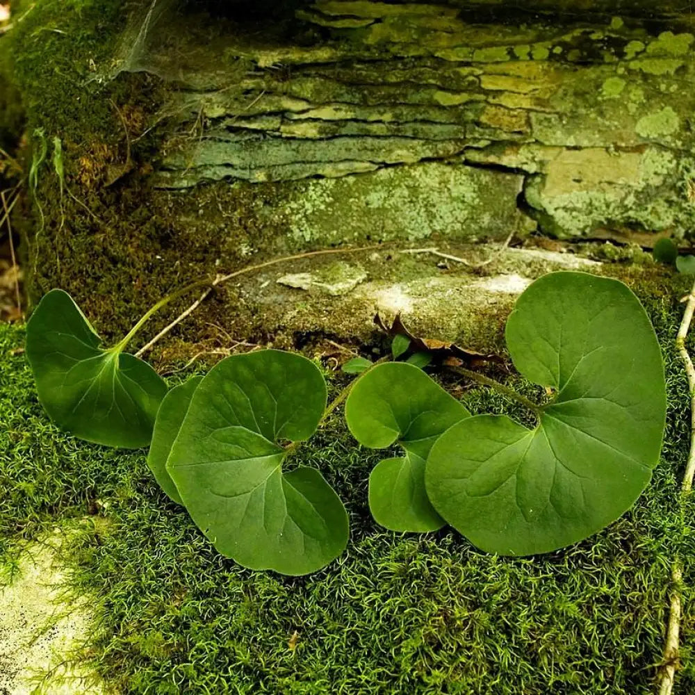 Wild Ginger 1 GALLON Perennial