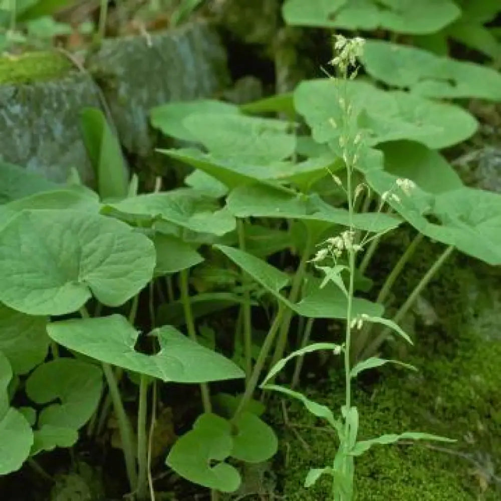 Wild Ginger 1 GALLON Perennial