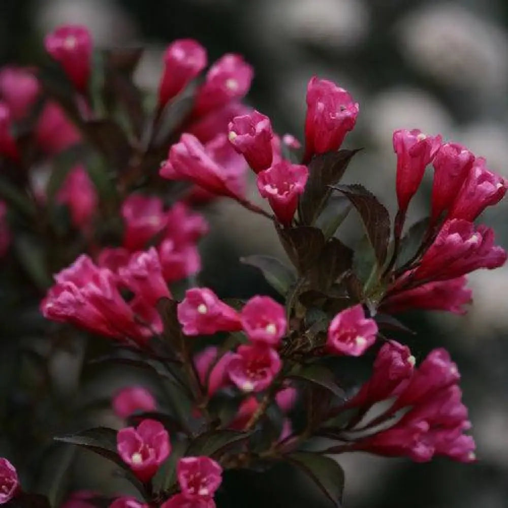 Wine & Roses® Weigela Shrub