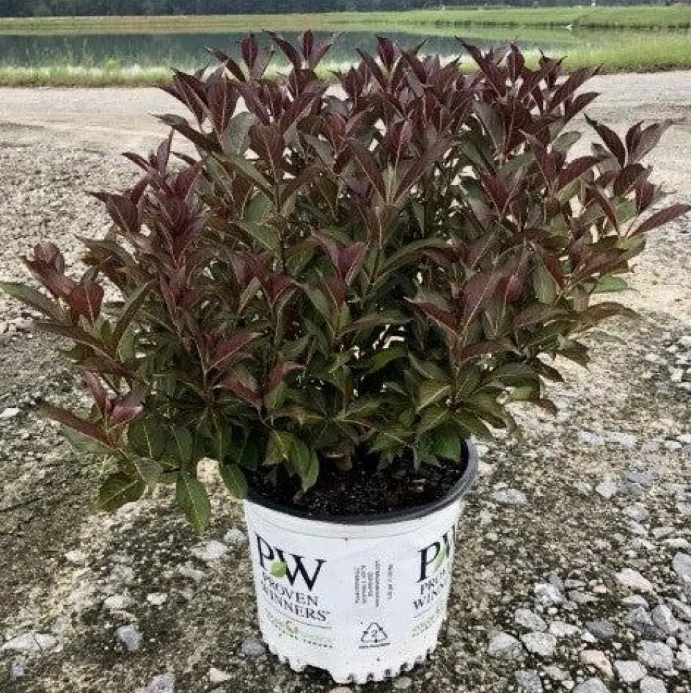 Wine & Roses® Weigela Shrub