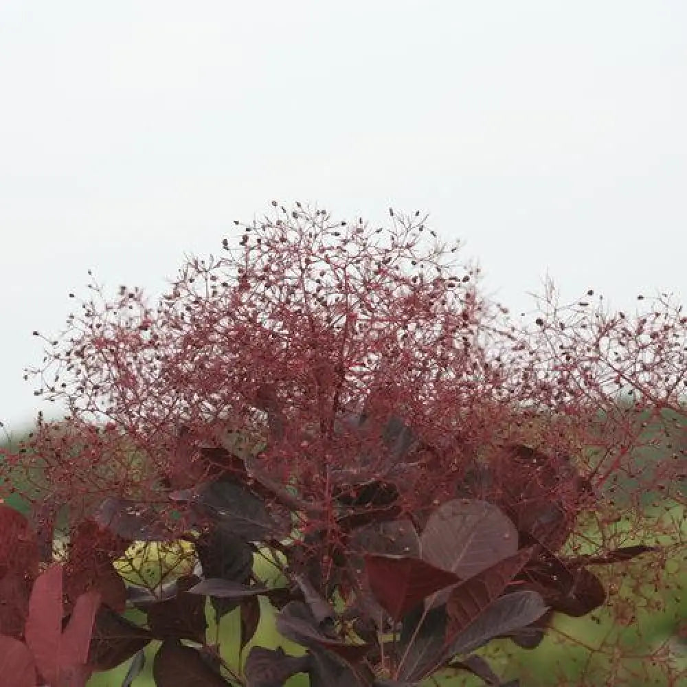 Winecraft Black® Smokebush 3 GALLON Shrub