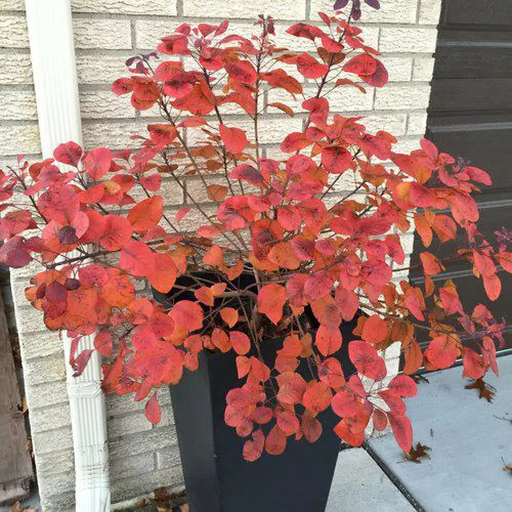 Winecraft Black® Smokebush 3 GALLON Shrub