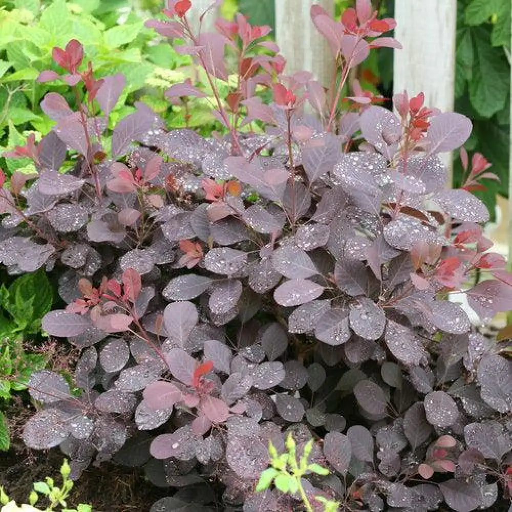 Winecraft Black® Smokebush 3 GALLON Shrub