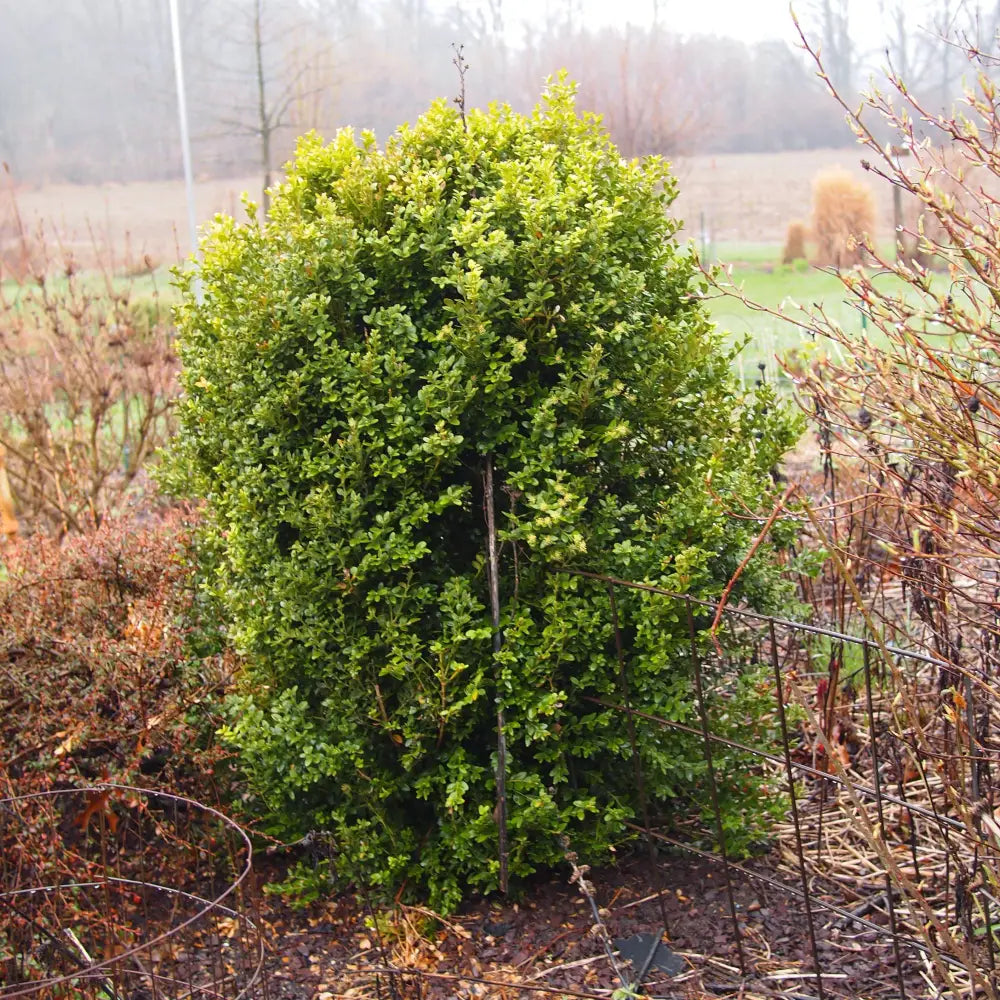Winter Gem Boxwood Shrub