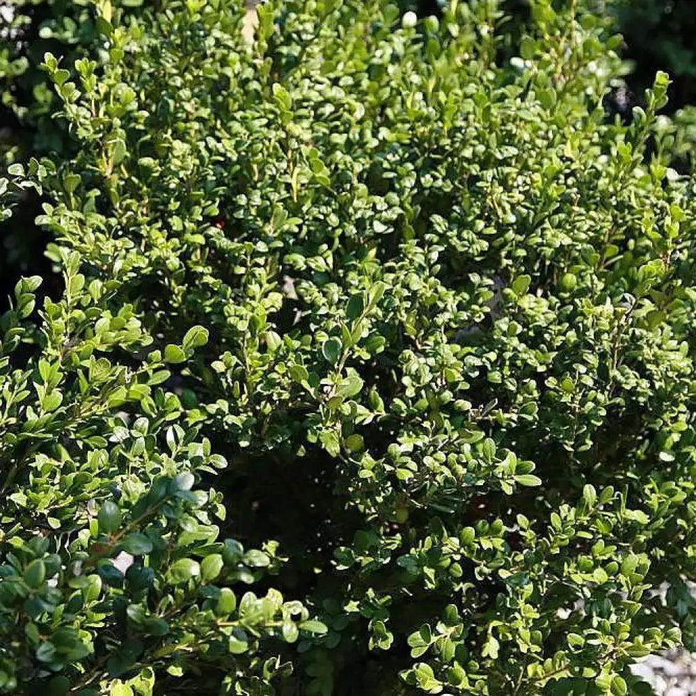 Winter Gem Boxwood Shrub