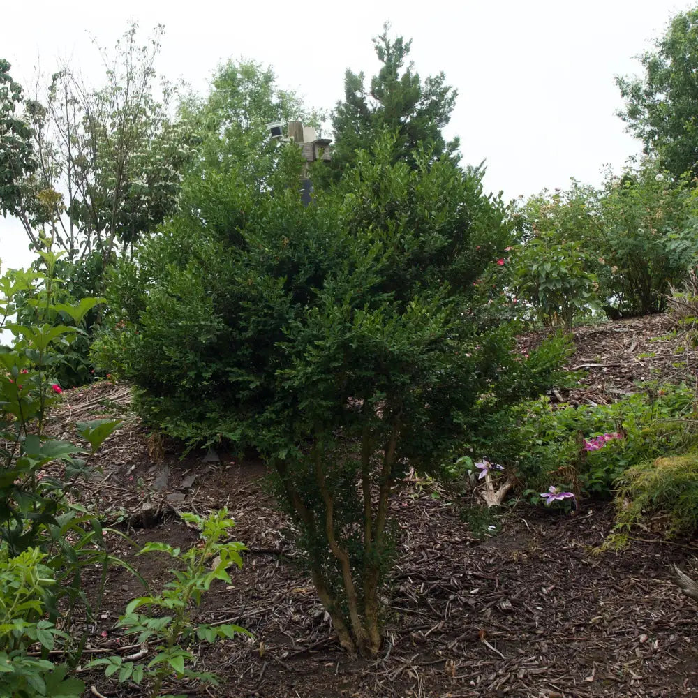 Winter Gem Boxwood Shrub