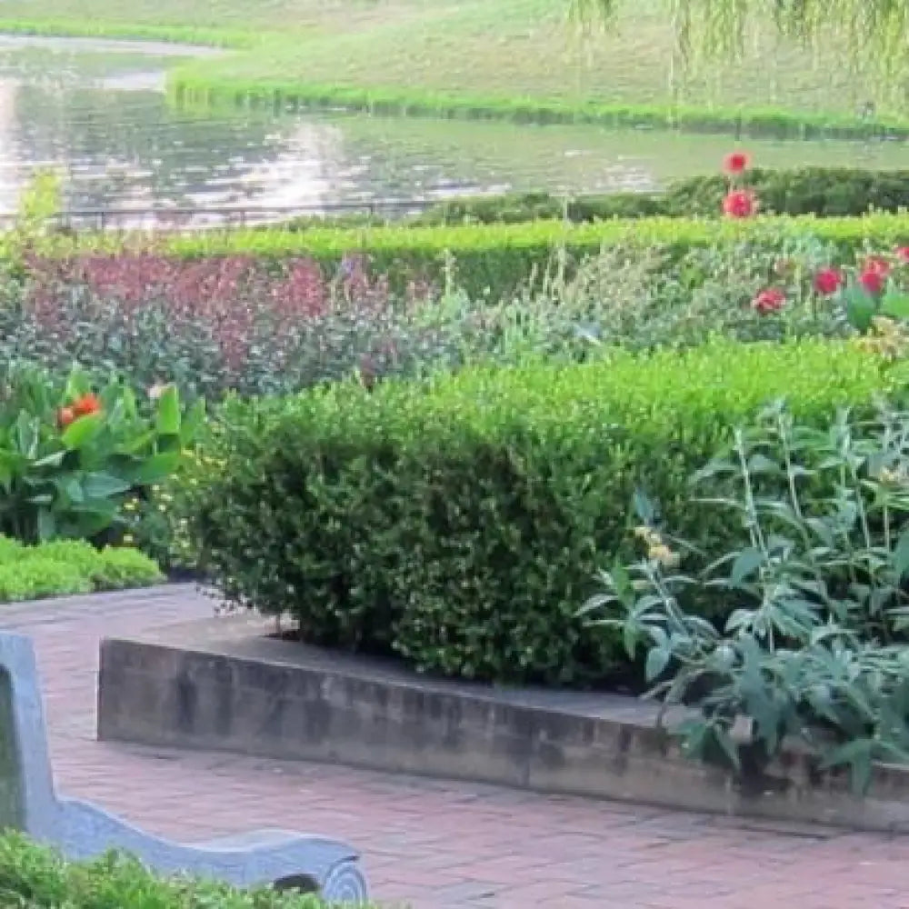 Winter Gem Boxwood Shrub