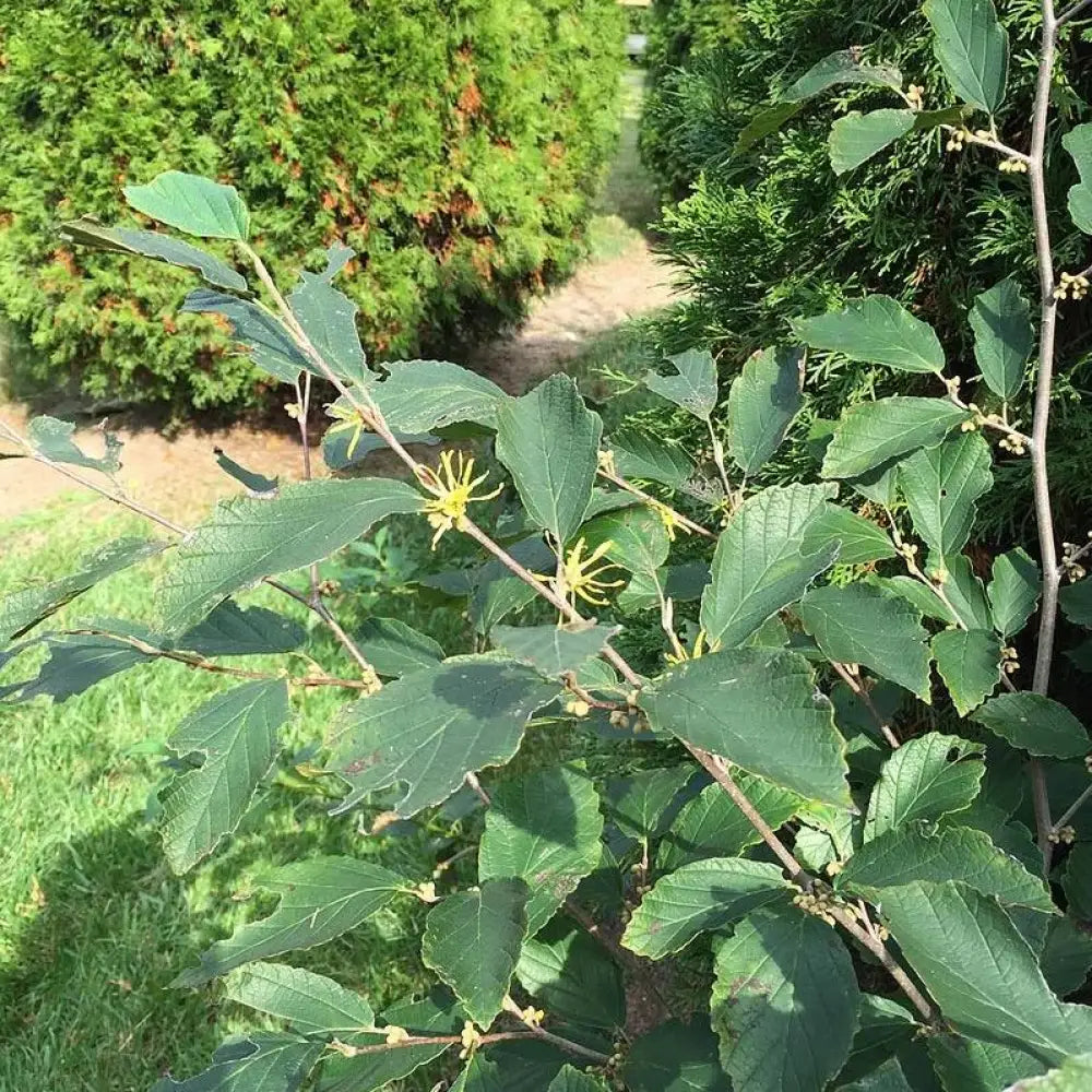 Witch Hazel 3 GALLON Tree