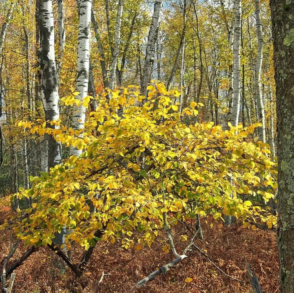 Witch Hazel 3 GALLON Tree