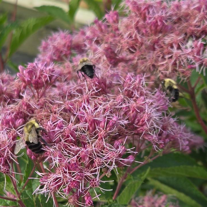 Eutrochium dubium 'Little Pye' - Little Pye Coastal Pye Weed