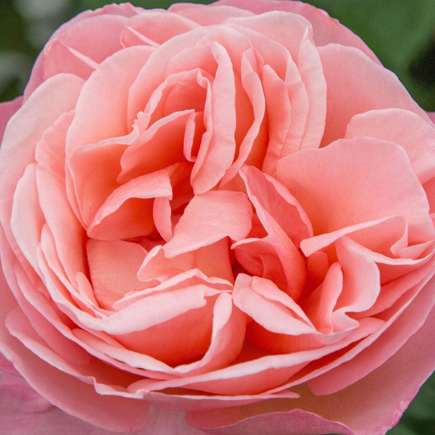 Bloomables® Sweet Mademoiselle™ Rose