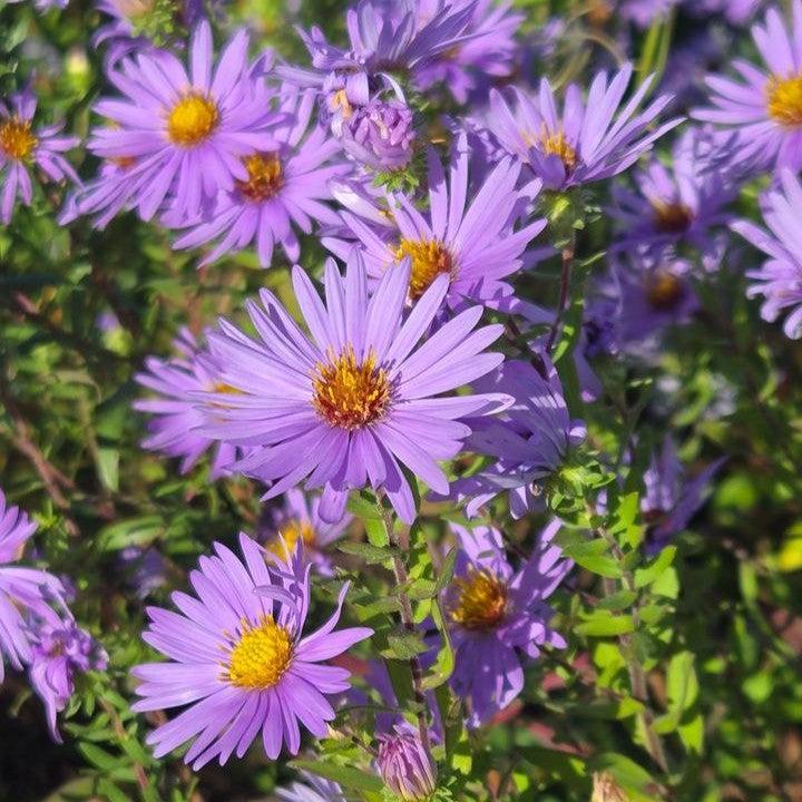 Aster oblongifolium - Aromatic Aster