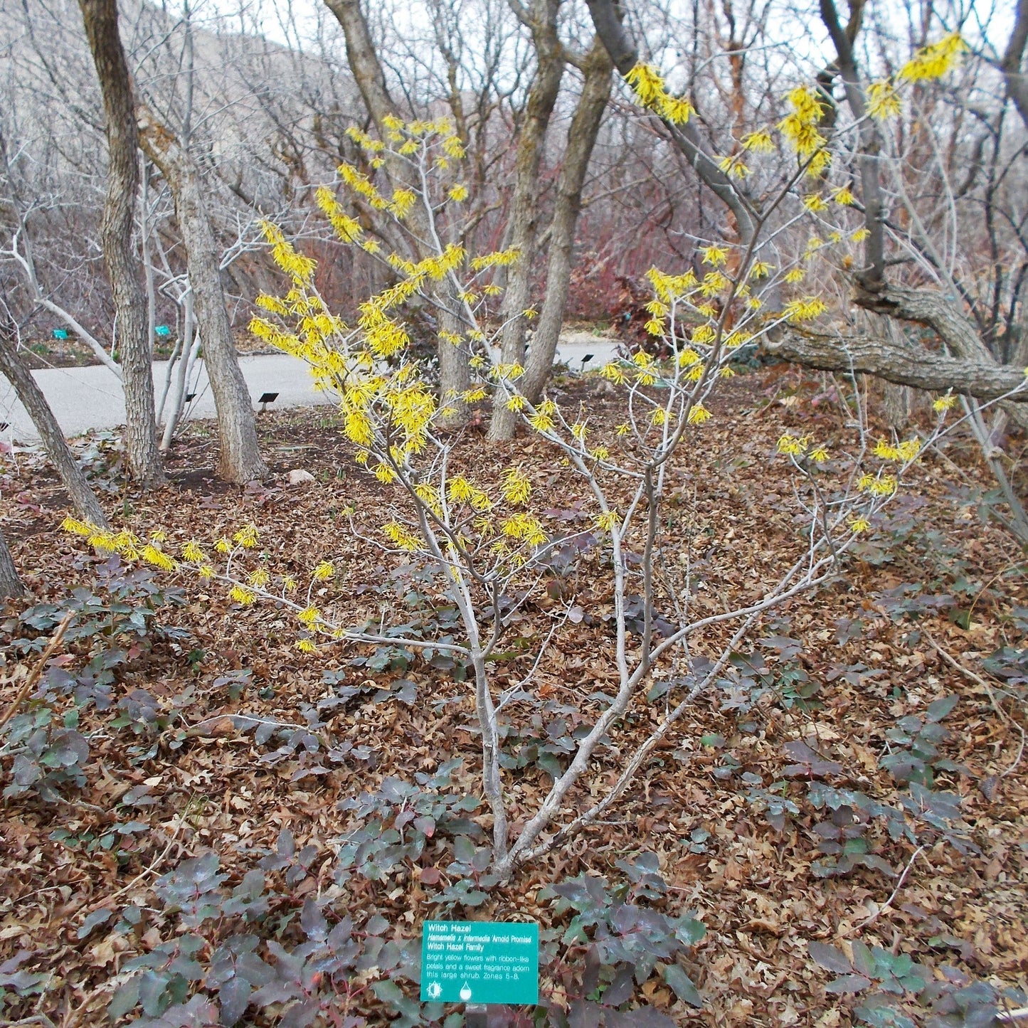Arnold Promise Witch Hazel