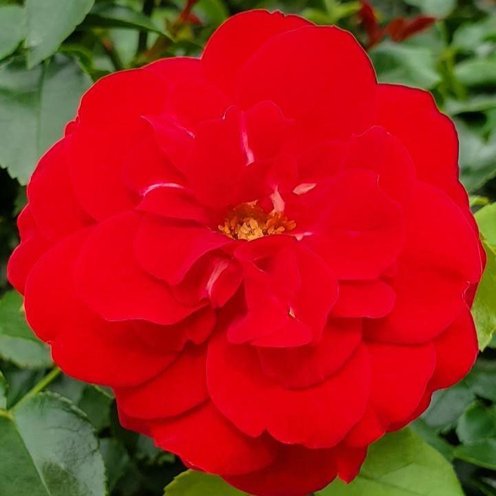 Rosa 'BAItown' - Easy Elegance® Paint The Town Rose