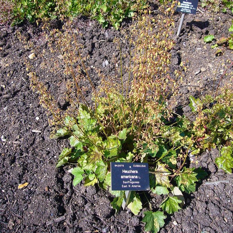 Heuchera americana - Coral Bells